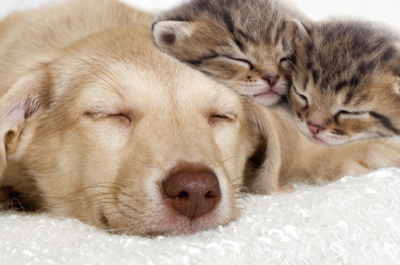 Khách sạn cho chó mèo