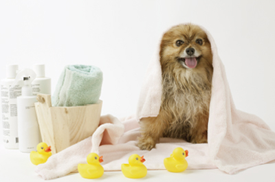 Tắm rửa cho chó mèo