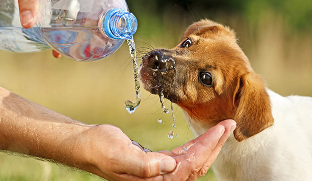 https://kimipet.vn/wp-content/uploads/2017/06/bigstock-Puppy-Drinking-Water-From-A-Bo-20114402.jpg