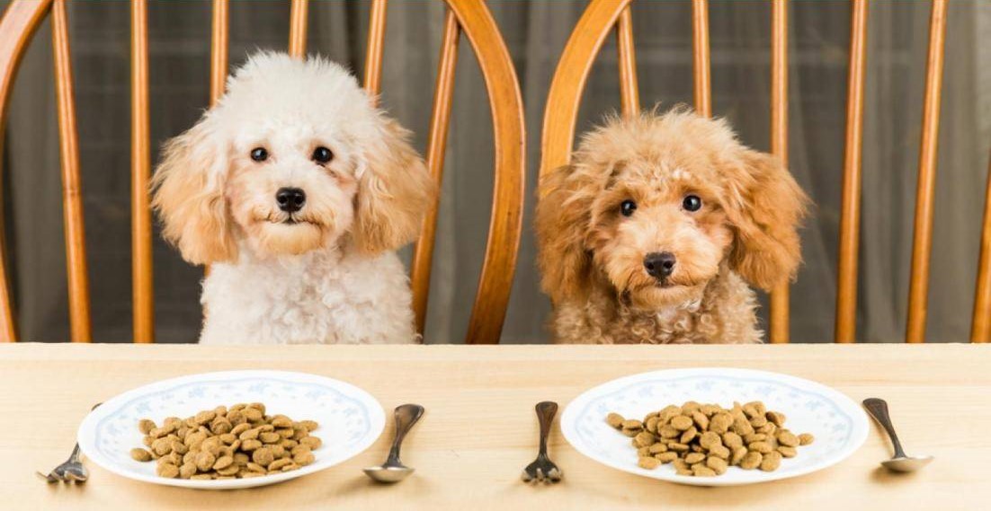 2 chú chó chuẩn bị cho bữa ăn