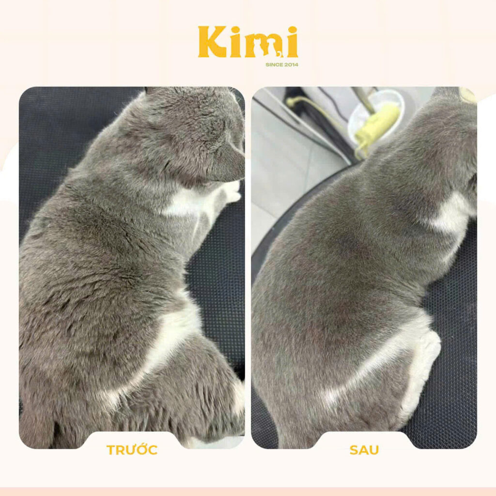 Dịch vụ cắt tỉa lông chó mèo 1