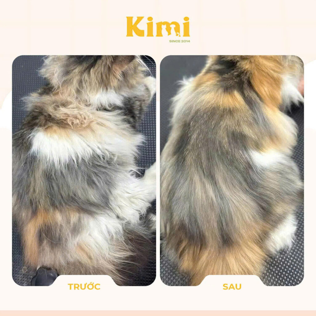 Dịch vụ cắt tỉa lông chó mèo 2