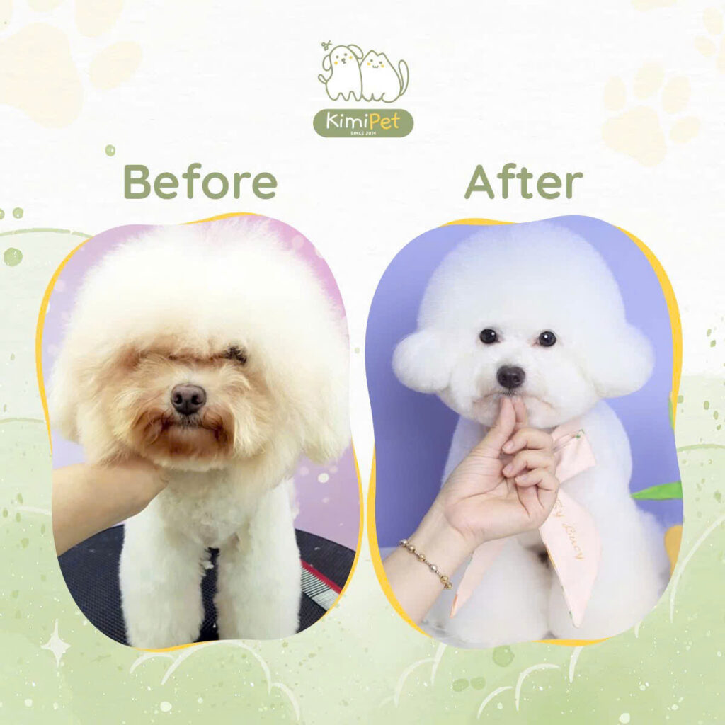Dịch vụ cắt tỉa lông chó mèo 8