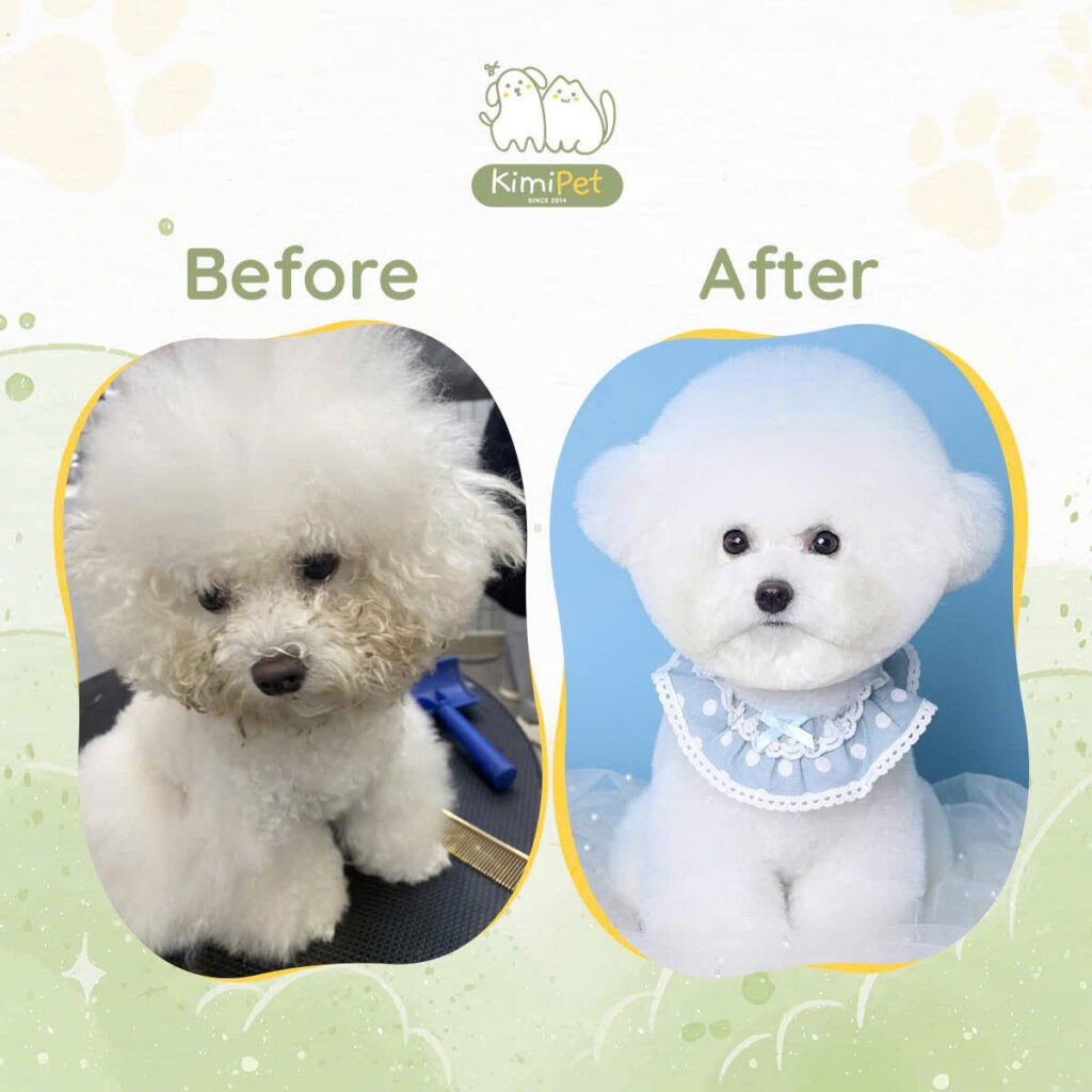 Dịch vụ cắt tỉa lông chó mèo 9