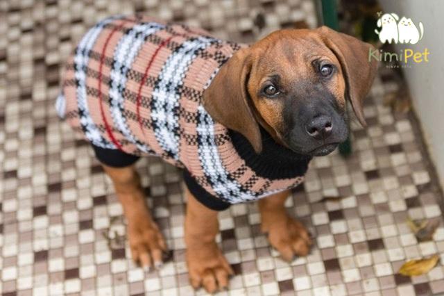 Đừng quên thường xuyên kiểm tra sức khỏe cho chó vào mùa đông