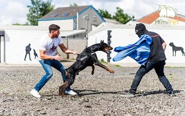 Chó cần phân biệt giữa người quen và người lạ.