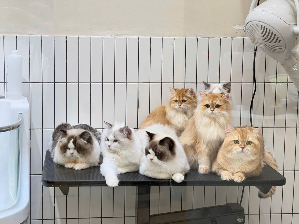 Dịch vụ tắm chó mèo tại KimiPet