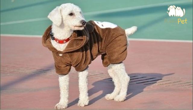 Mùa đông với thời tiết lạnh giá có thể ảnh hưởng lớn đến sức khỏe và sự thoải mái của thú cưng