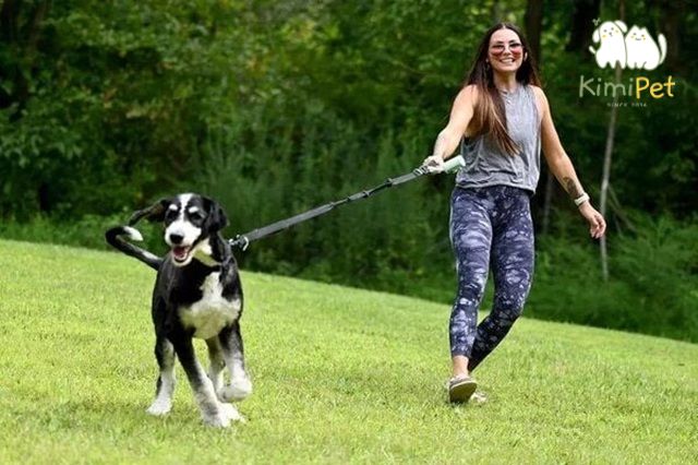 Lựa chọn không gian phù hợp khi huấn luyện chó bảo vệ chủ