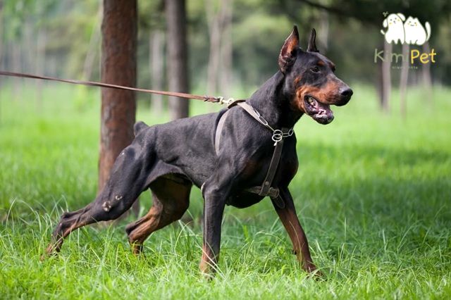 Làm sao để chó không cắn người?