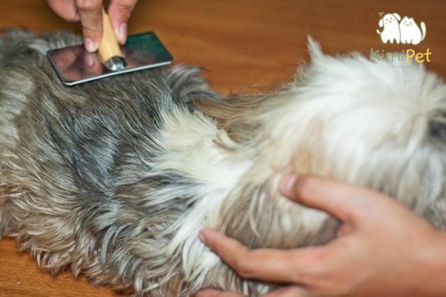 Nuôi chó sẽ dễ dàng hơn nếu bạn chuẩn bị đầy đủ phụ kiện.