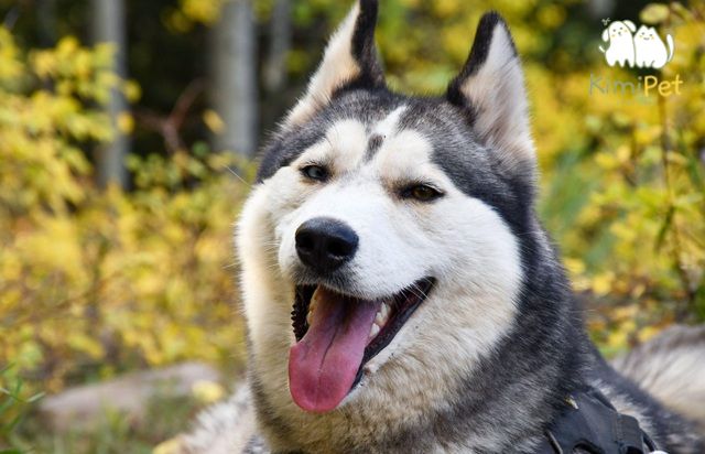 Giá chó Husky còn tùy thuộc vào độ thuần chủng