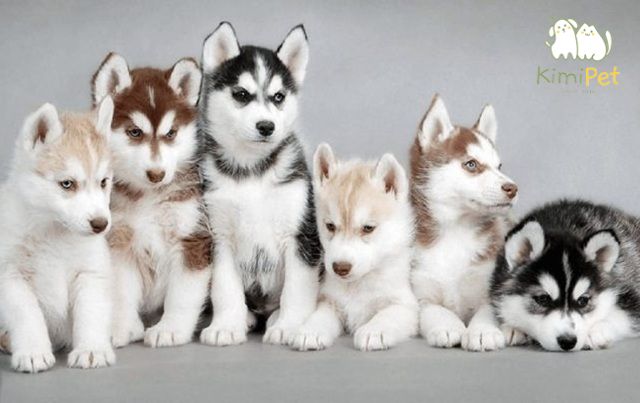 Husky là giống chó rất đẹp, thông mình, trung thành, nhưng nuôi Husky tốn bao nhiều tiền mỗi tháng?