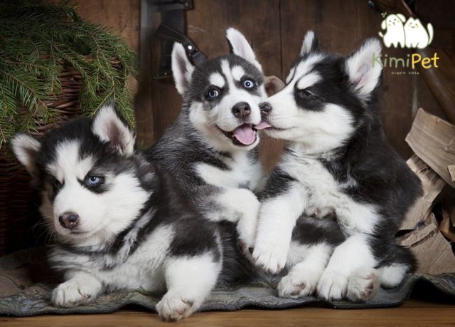Husky là giống chó năng động, cần chế độ ăn giàu đạm và dinh dưỡng