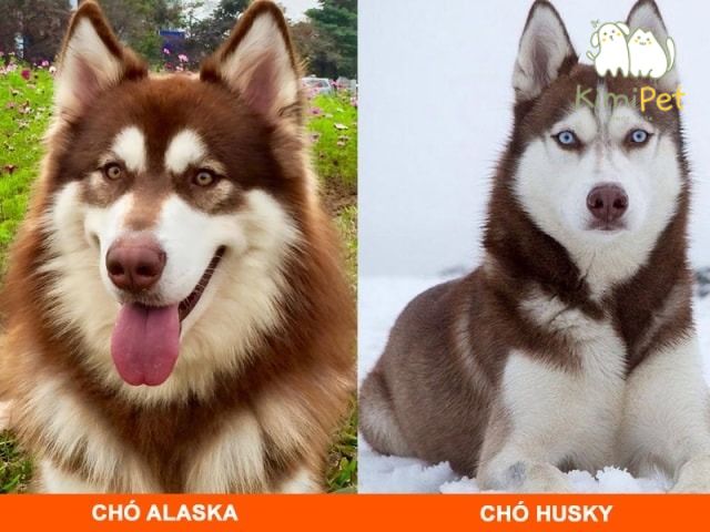 Chó Alaska và Husky đều sở hữu ngoại hình mạnh mẽ, bộ lông dày