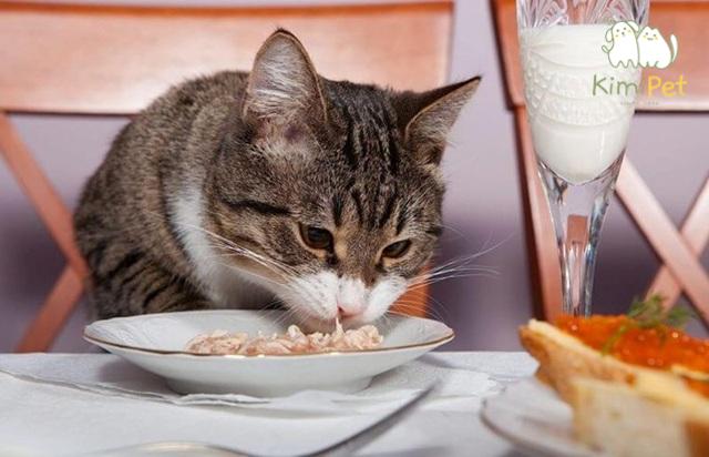 Mỗi giai đoạn phát triển của mèo có nhu cầu dinh dưỡng khác nhau.