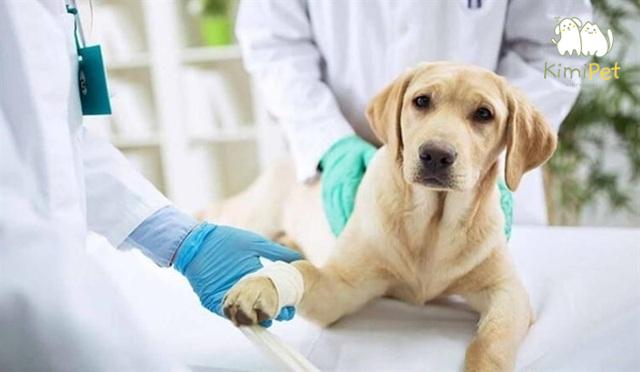 Việc triệt sản chó mèo có thể là một quyết định quan trọng đối với sức khỏe và hành vi của thú cưng.