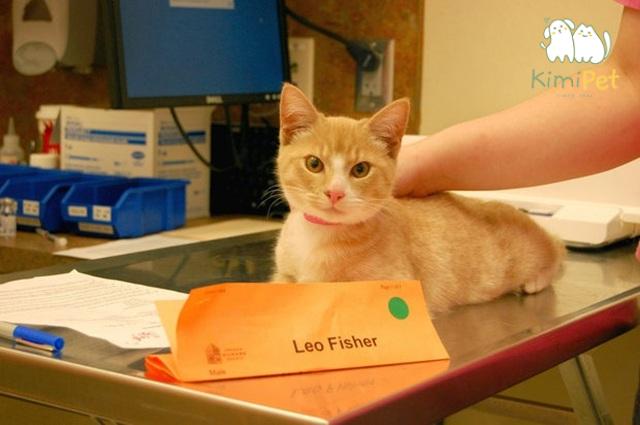 Các nghiên cứu cho thấy, những chú chó mèo đã được triệt sản thường có tuổi thọ cao hơn so với những con chưa được triệt sản.