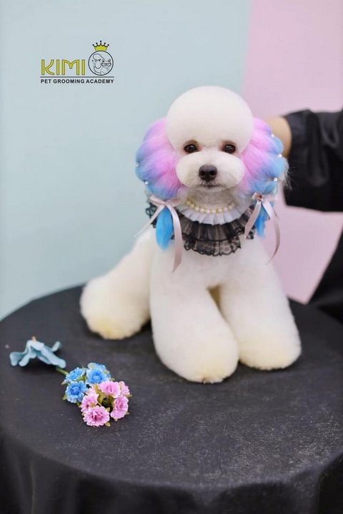 Bài nhuộm lông chó sáng tạo của học viên Lê Huy
