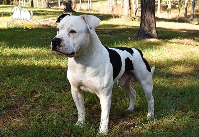 Bulldog Mỹ rất dữ tợn, dũng cảm và không cởi mở với người lạ