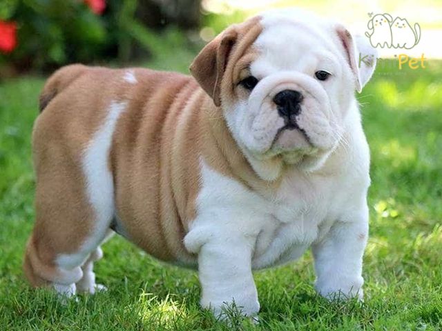 Bulldog Anh được đánh giá là loài chó sống rất tình cảm và rất hiền lành