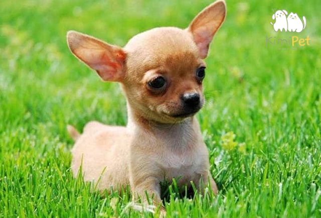 Chó Chihuahua là giống chó nhỏ bé nhất trên thế giới