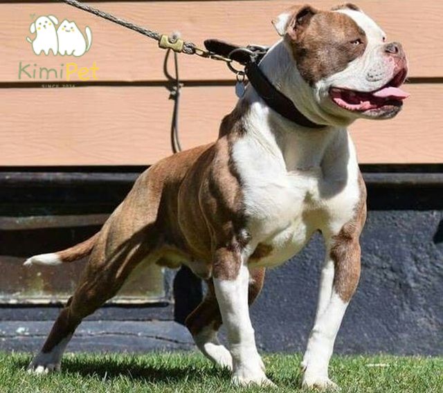 Chó bulldog Mỹ có một body với cơ bắp săn chắc, nhìn rất oai vệ