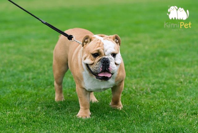 Chó Bull Anh được xem là quốc khuyển của Vương quốc Anh