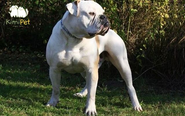 Sở hữu một thân hình cân đối và săn chắc nên rất được người dân Mỹ yêu thích