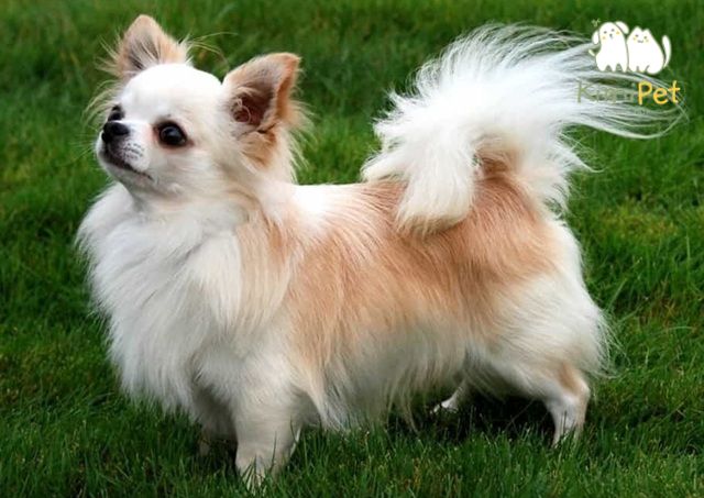 Chó Chihuahua được nuôi phổ biến ở Việt Nam và có hai loại là Chihuahua lông ngắn và Chihuahua lông dài