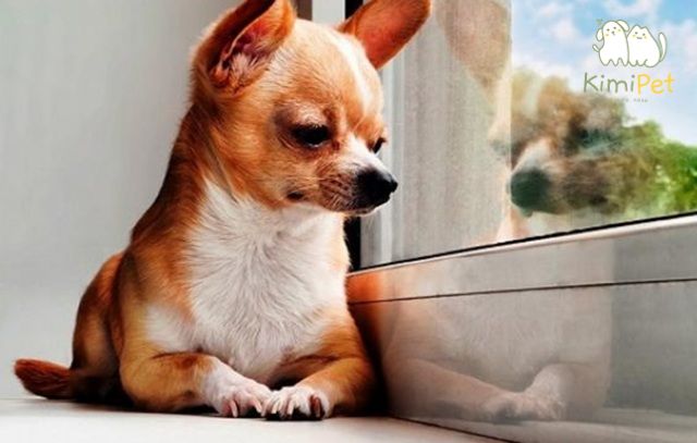 Không có một màu lông nào được coi là duy nhất cho Chihuahua thuần chủng