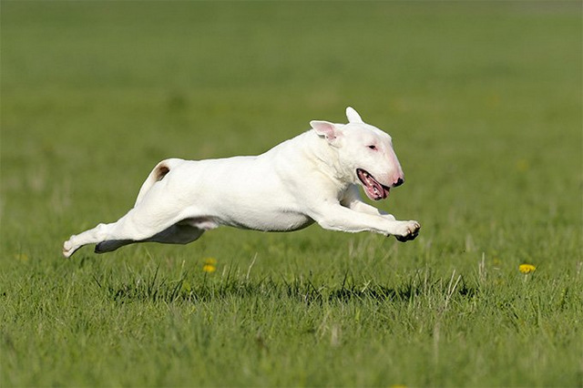 Bé Bull Terrier trắng chạy đuổi bắt nhiệt tình