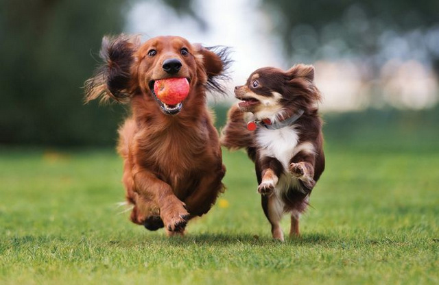 Hai chú cún chạy, nô đùa vui vẻ với nhau