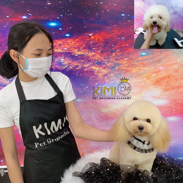 Khóa học cắt tỉa lông chó mèo chuyên nghiệp Level C tại Kimi Pet
