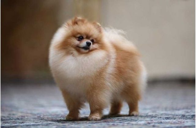 Những giống chó nhỏ Pomeranian dễ thương