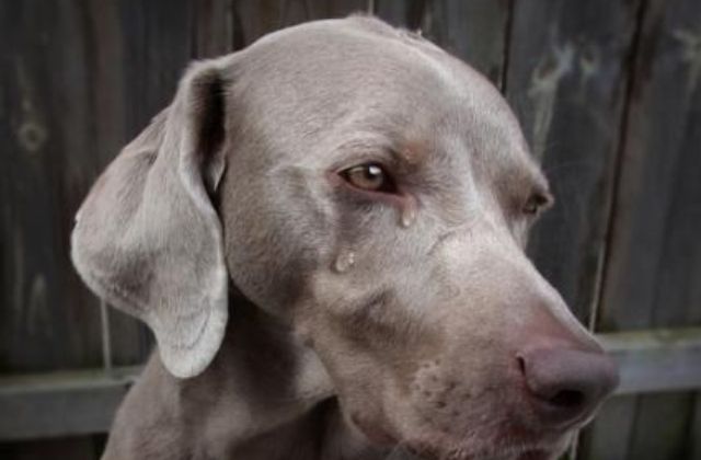 [10] Nguyên nhân chó bị chảy nước mắt khiến mắt chó bị đổ ghèn