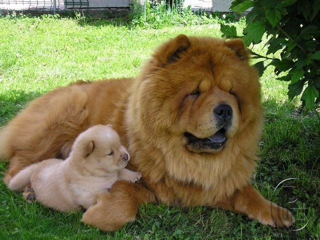 Hai bố con Chow Chow mini nằm thư giãn dưới bóng cây