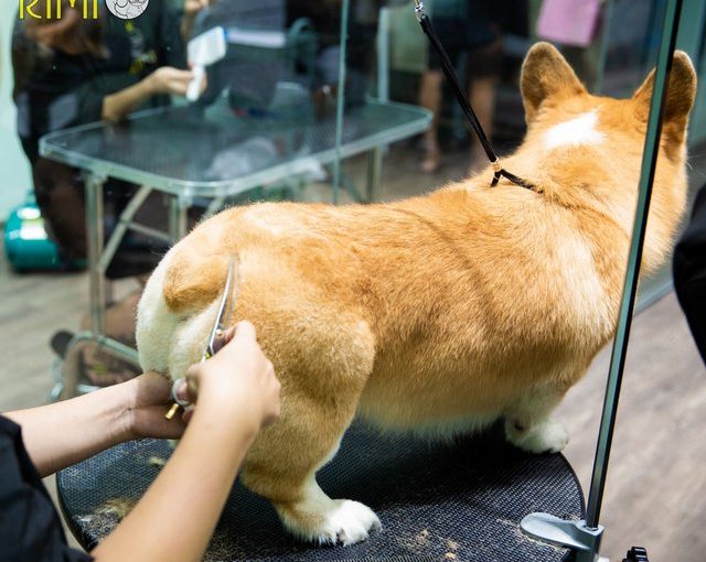Mông trái tim của Corgi