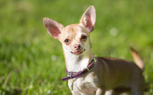 Cần nắm rõ thông tin gì khi mua Chihuahua thuần chủng?
