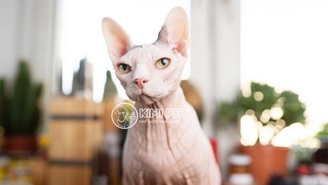 Mèo Ai Cập là một trong các giống mèo phổ biến ở Việt Nam