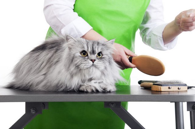 【Chuẩn nhất】 Cách cắt lông mèo tại nhà chỉ với 5 bước đơn giản