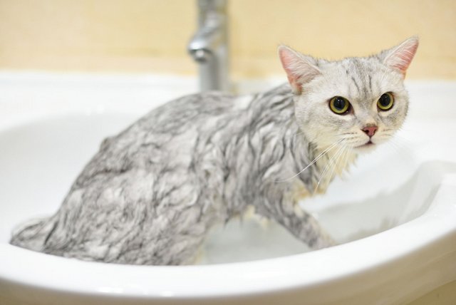 Với nhiều người, việc tắm cho mèo tại nhà khá chật vật
