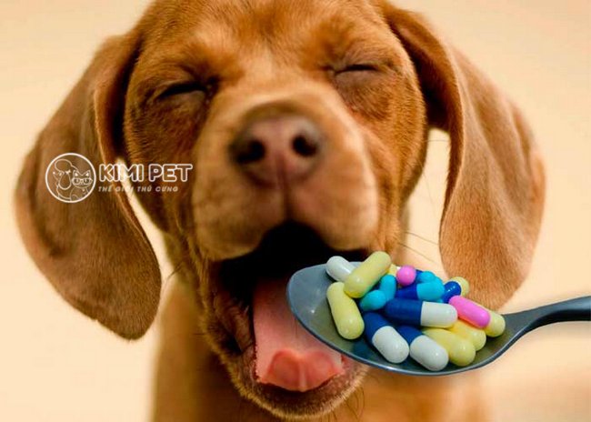 Khi chó ốm nên dùng thuốc kháng sinh nào?