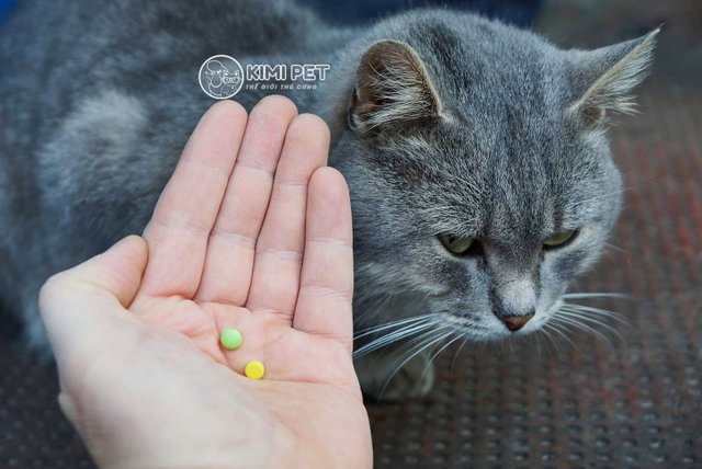 Sử dụng thuốc xổ giun là cách hiệu quả dành cho mèo
