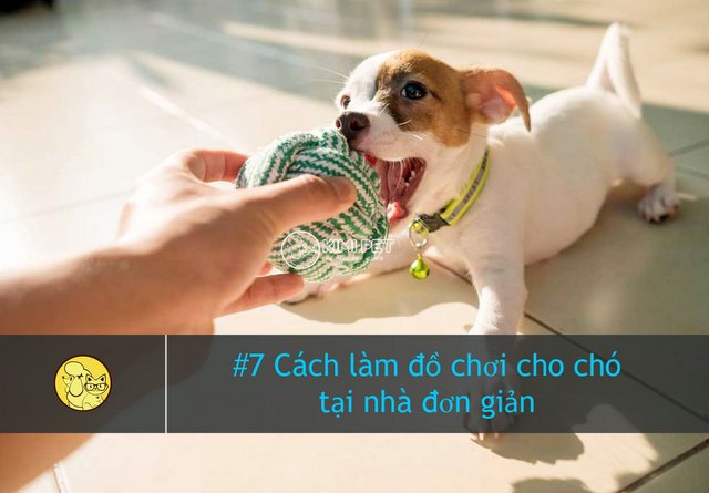 [Hướng dẫn] #7 Cách làm đồ chơi cho chó con tại nhà #DỄ #DÀNG