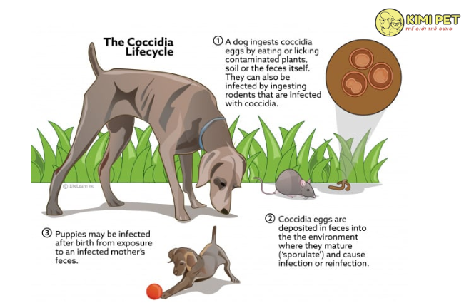 Bệnh cầu trùng Coccidia