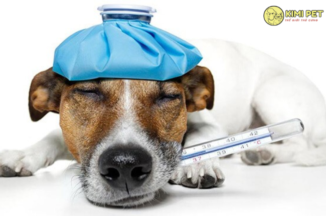 Bênh cúm ở chó