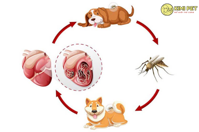 Bệnh nhiễm giun tim nguy hiểm ở chó
