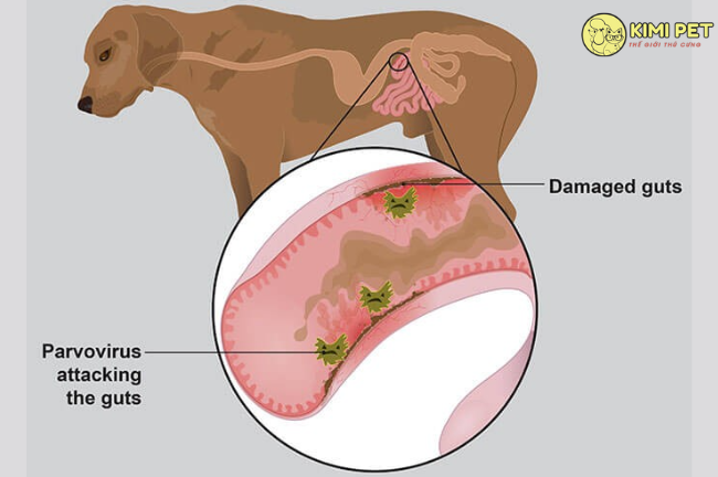 Bệnh virus Parvo ở chó