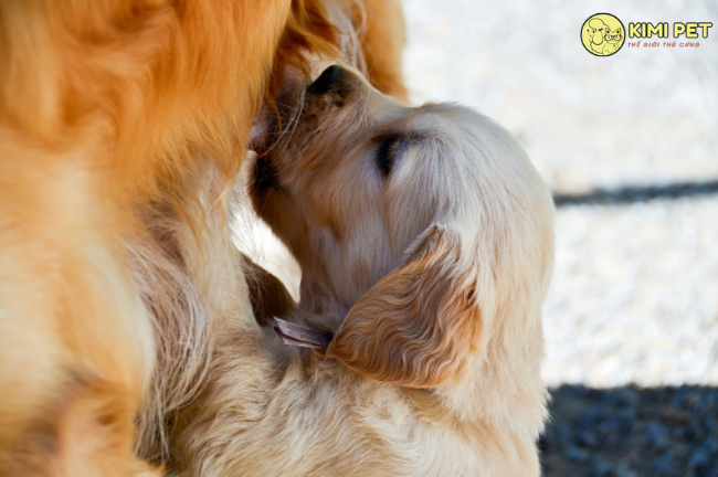 Bệnh sốt giật Canxi ở chó mẹ